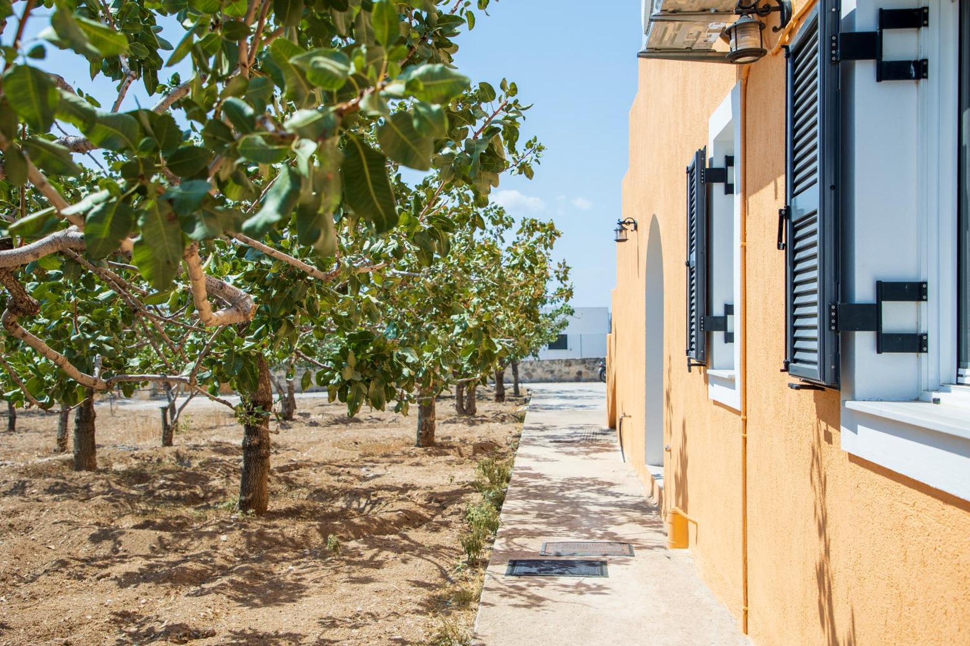 Nick'S House Villa Aegina Dış mekan fotoğraf